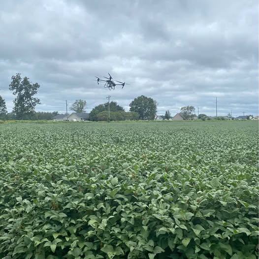 Spray drone flying above green crop field, four rotors.