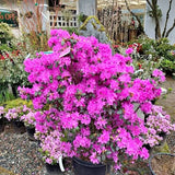 X-Large 10 Gallon PJM Rhododendron Bellevue WA Drone