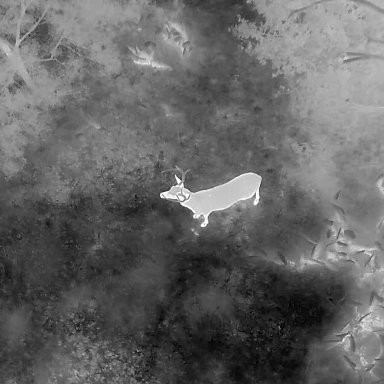 Thermal Drone Wildlife Surveys Freer TX Drone