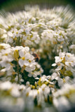 Petzval Modified Helios 44-3 58mm f/2 Lens ¨C Extreme Swirly Bokeh ¨C Vintage USSR