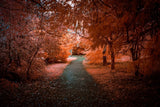 Converted Infrared IR Narrow Band Fujifilm X-A20 with Fujifilm 27mm + Profiles