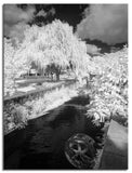 Converted 850nm Infrared IR Panasonic DMC-G1 Camera 116