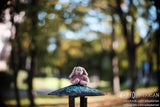 Unique bokeh Meopta MEOSTIGMAT 50/1  converted to Fuji X + focusing | SAMPLES