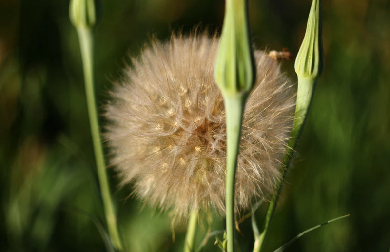 Vintage Helios 58mm f/2 lens bokeh: soft swirly dandelion-like blur with green stems