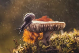 Petzval Modification Helios 44 f,2/58§ާÞ KMZ Soviet Lens Dreamy Swirly Bokeh M42